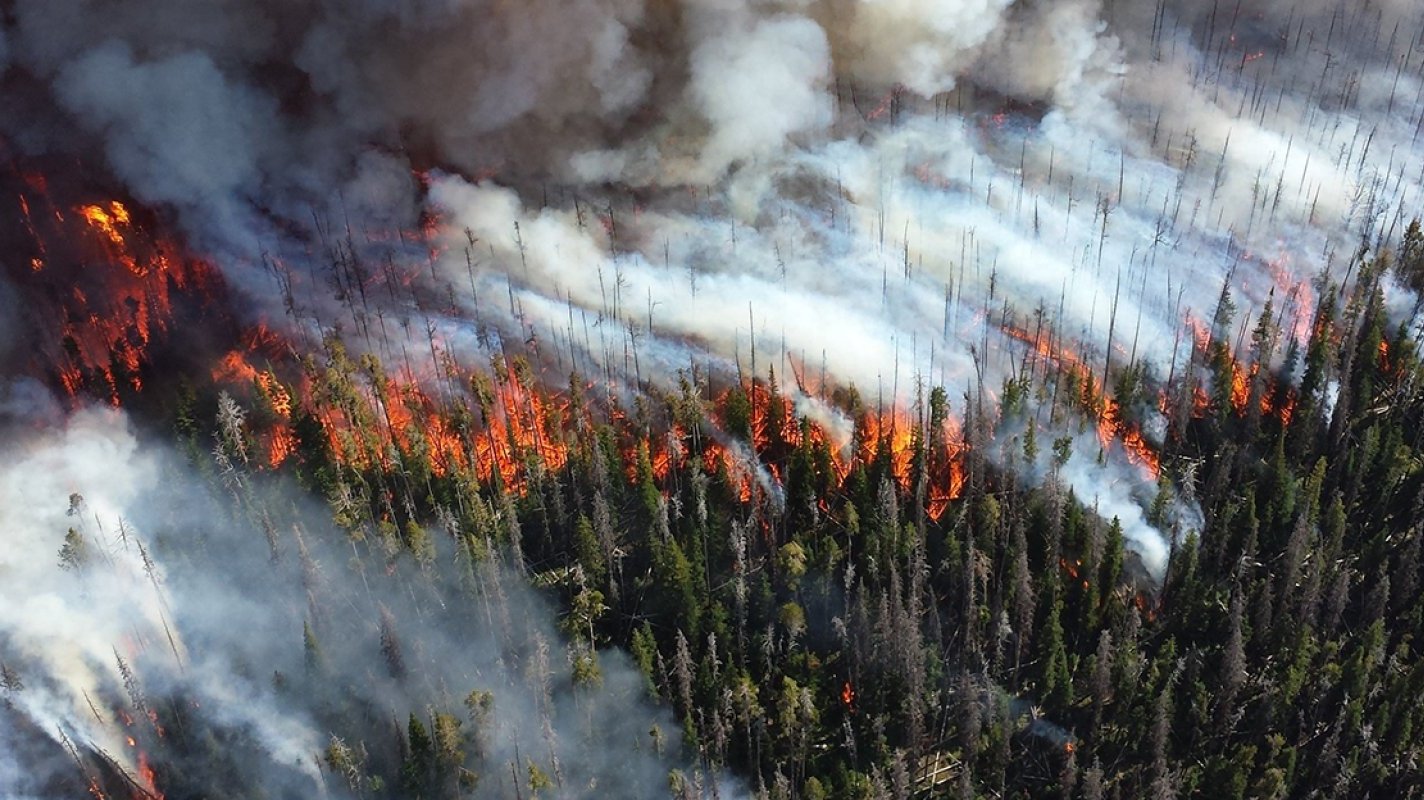 Aerial view of a wildfire in a pine forest