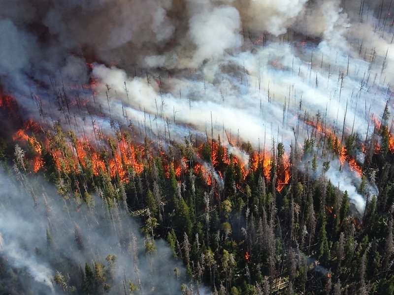 Aerial view of a wildfire in a pine forest