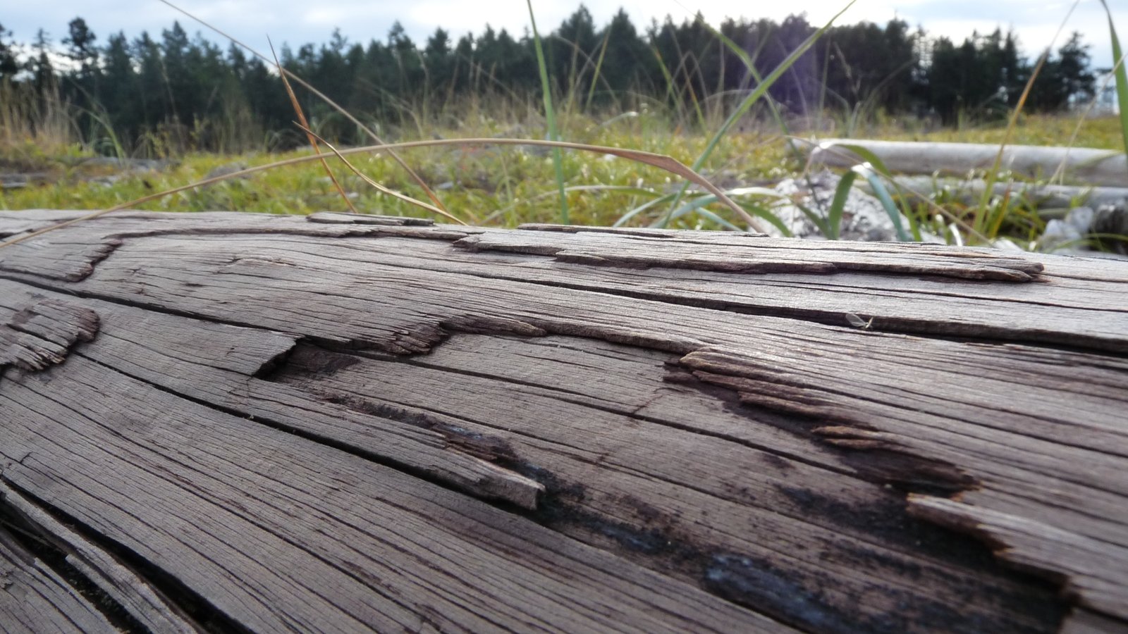Closeup of driftwood