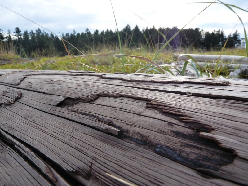 Closeup of driftwood