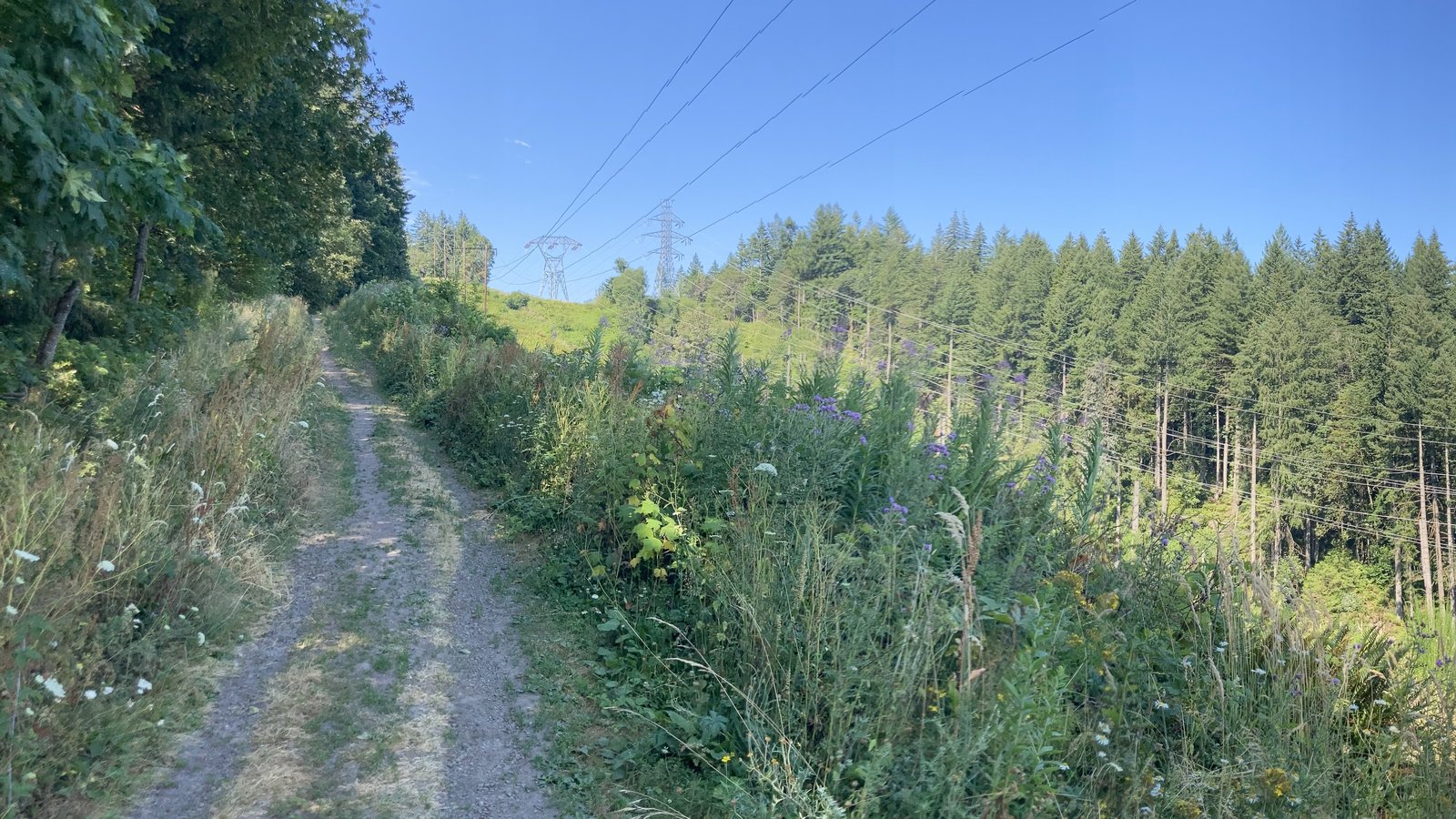 Transmission power lines running up a forested hillside