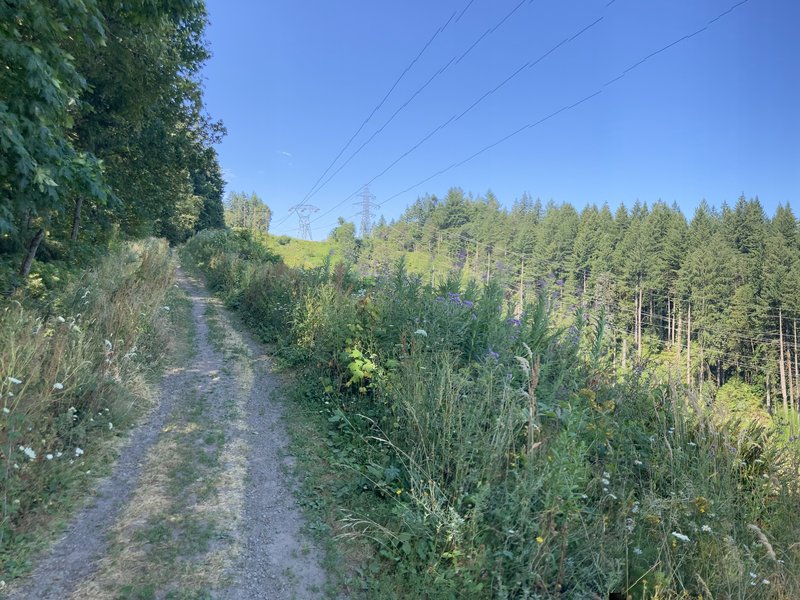Transmission power lines running up a forested hillside