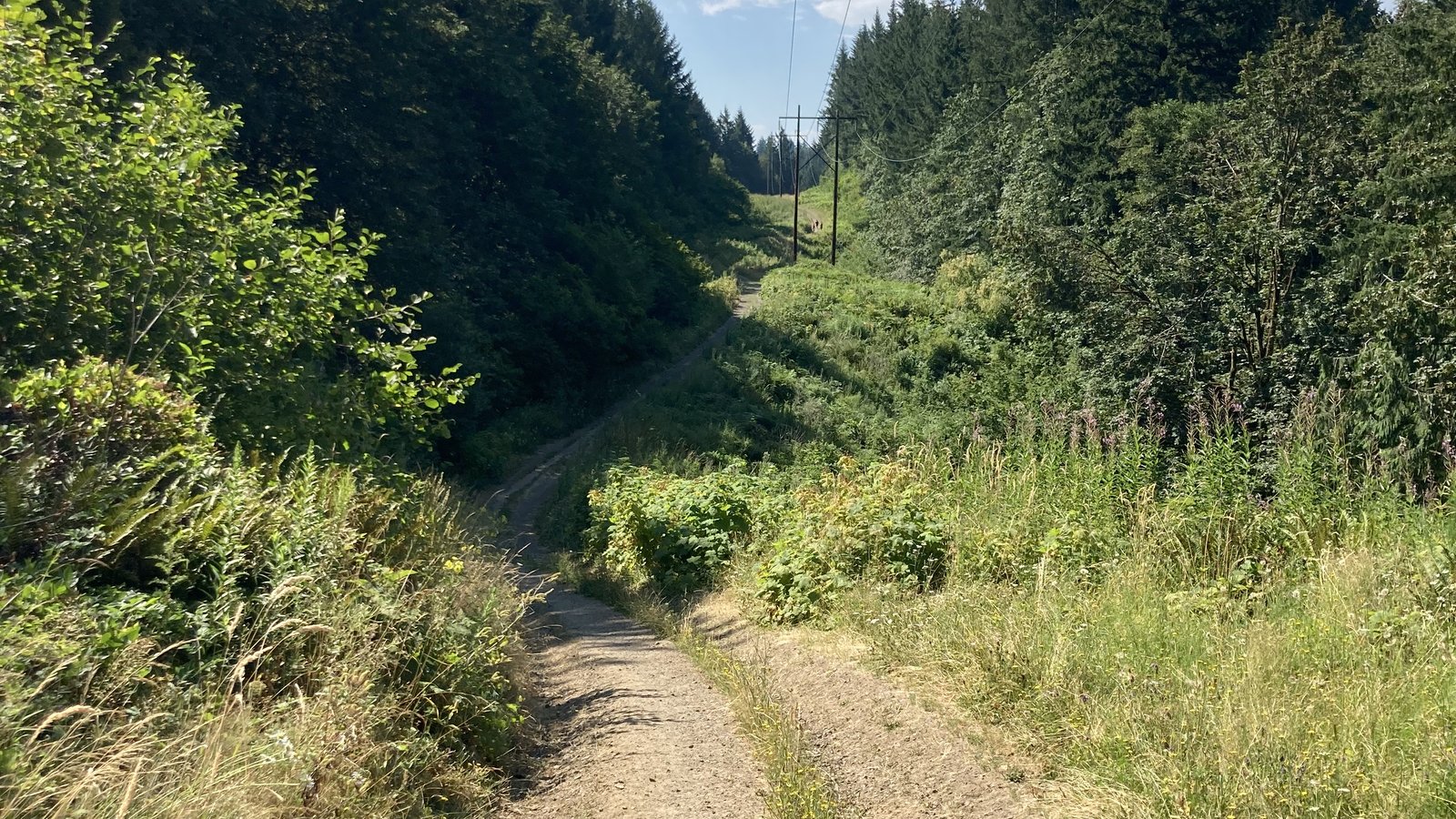 Power lines running through a forest, with a road