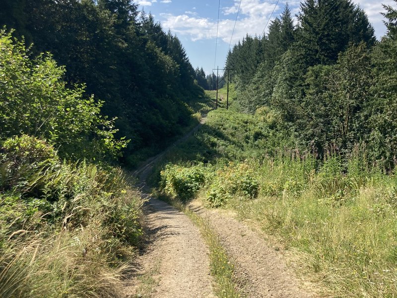 Power lines running through a forest, with a road