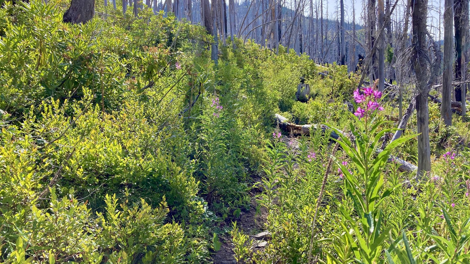 Bull of the Woods Wilderness, 5 years after the fire