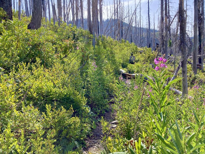 Bull of the Woods Wilderness, 5 years after the fire