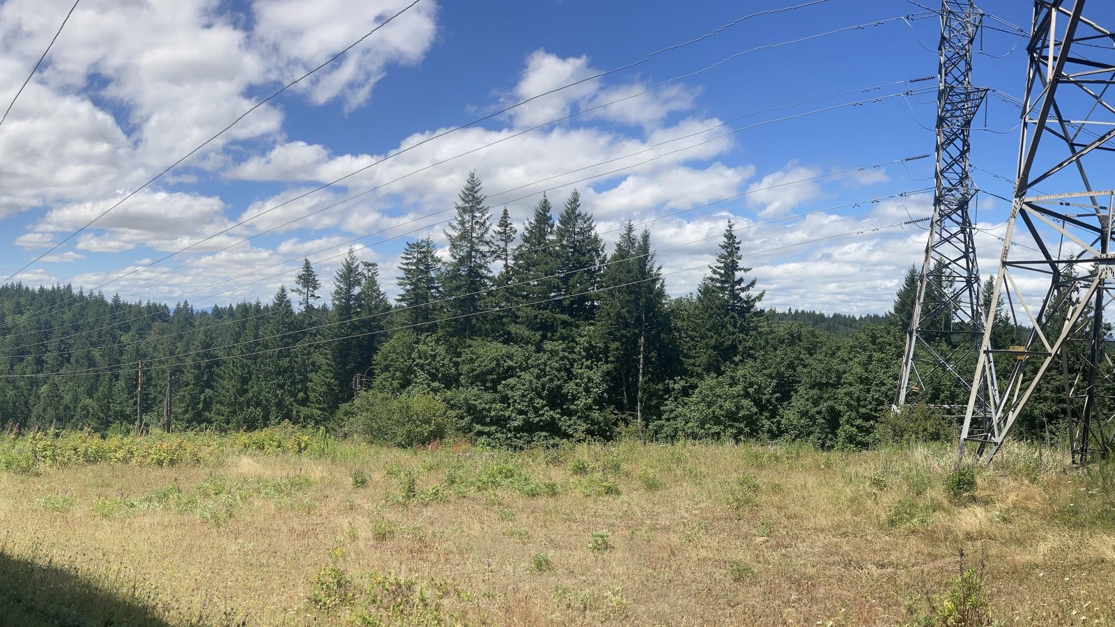 Transmission power lines in a hillside forested meadow