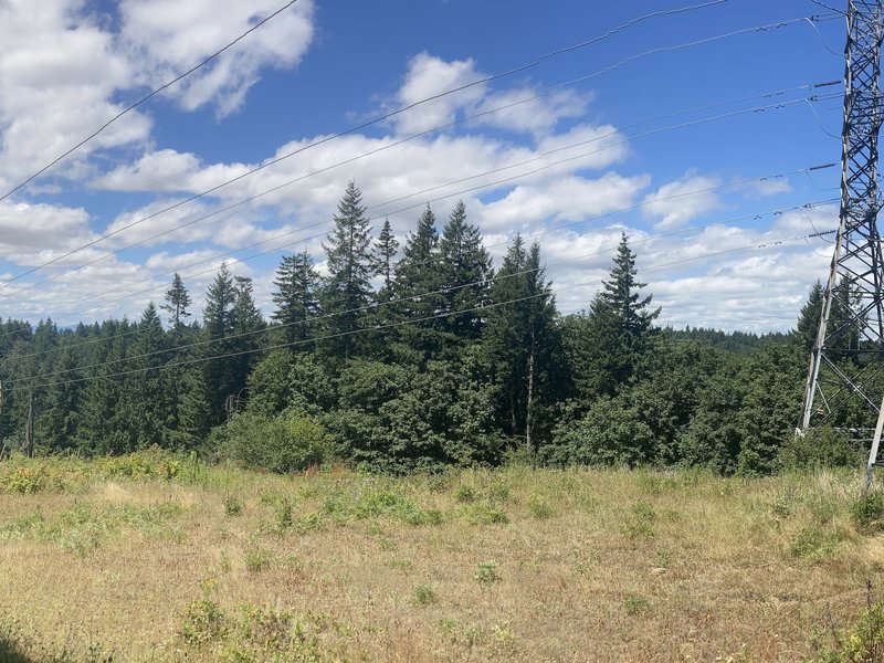 Transmission power lines in a hillside forested meadow