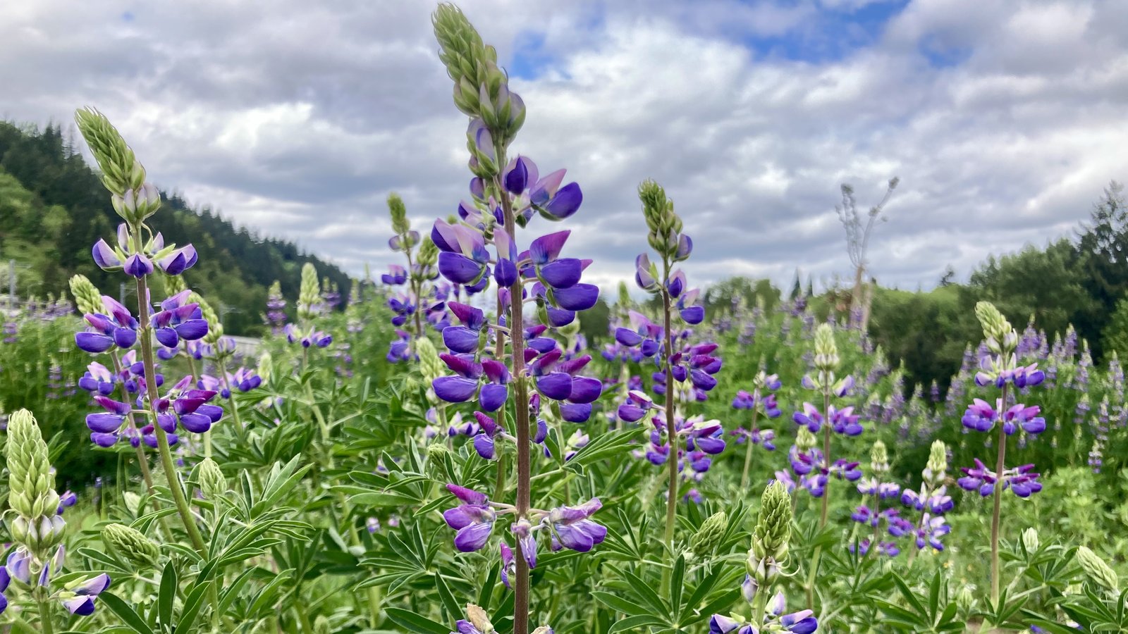 Closeup of lupine flowers