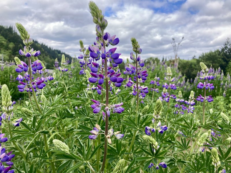 Closeup of lupine flowers