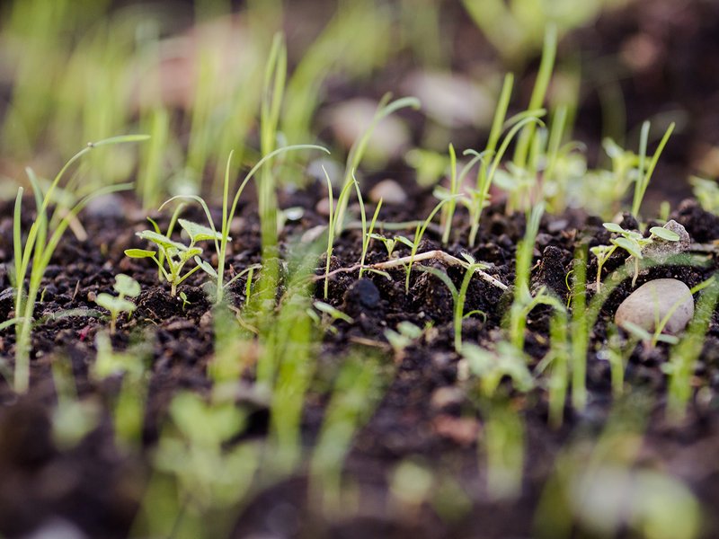 Closeup of small green sprouts in dark soil