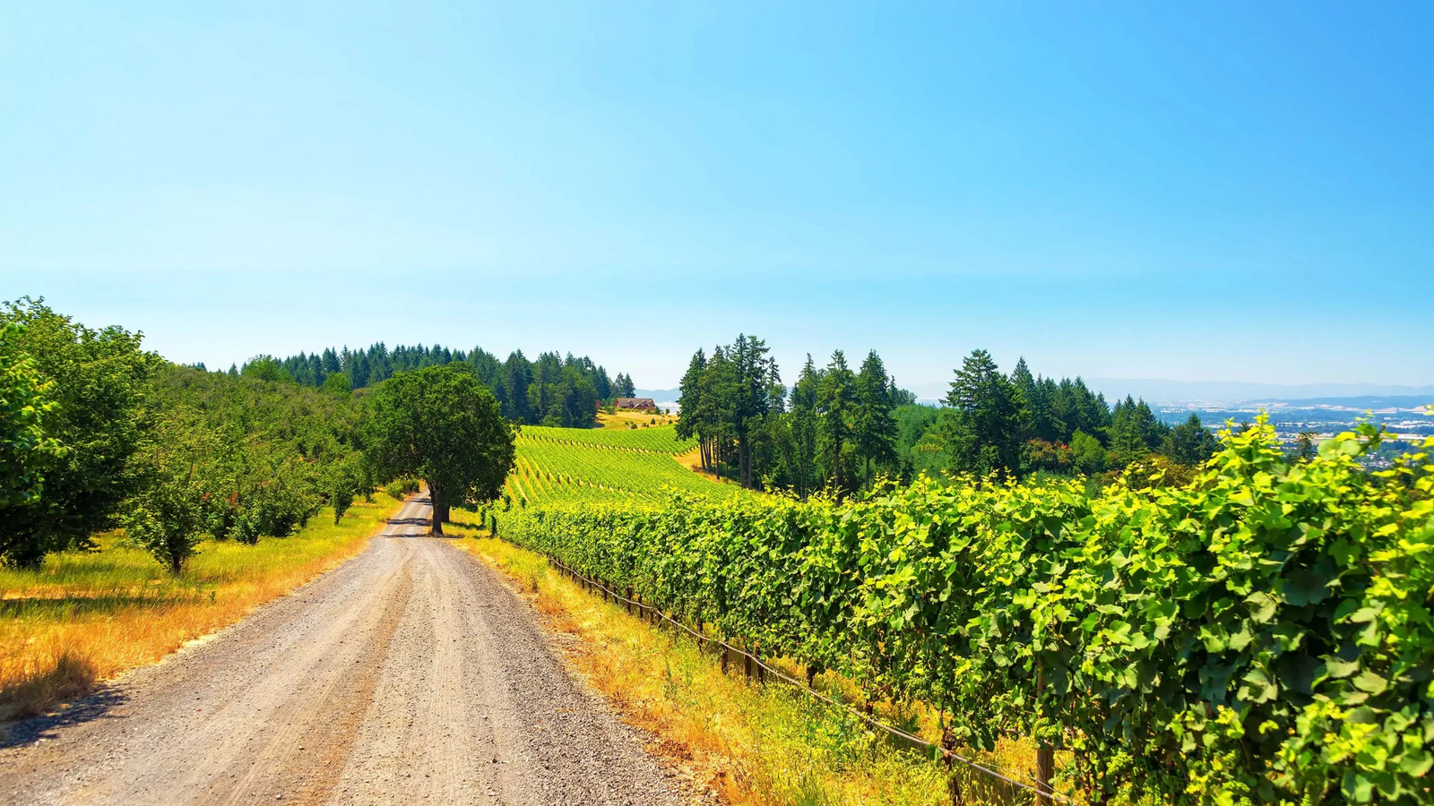 Road through a hilltop vineyard in Marion County, Oregon