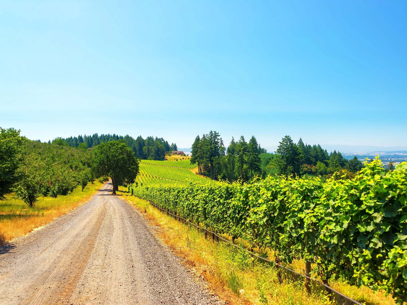 Road through a hilltop vineyard in Marion County, Oregon