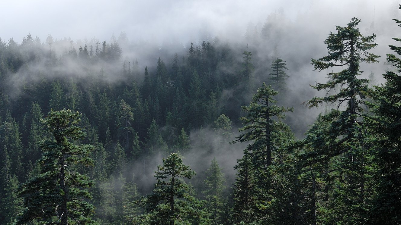 Landscape of a misty Oregon forest