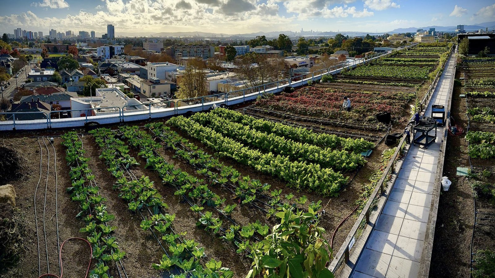 Elevated landscape of a large urban farm