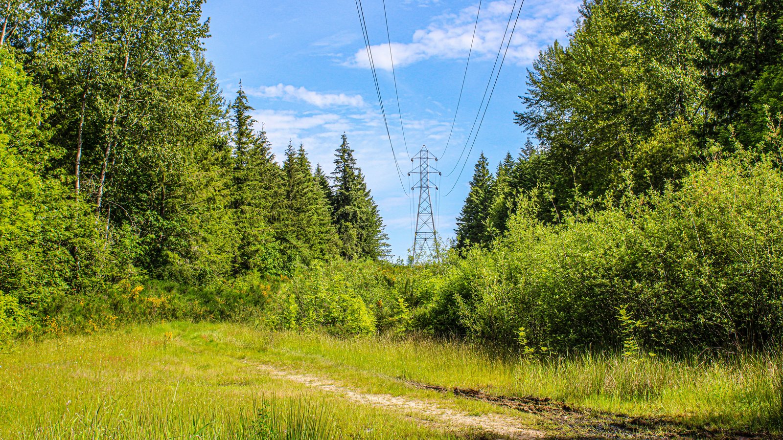 Power lines running through a forest